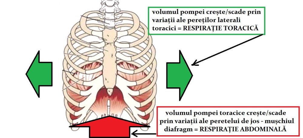 CAUZELE SUFOCĂRII TIPURI DE RESPIRAȚIE TORACICĂ ȘI ABDOMINALĂ