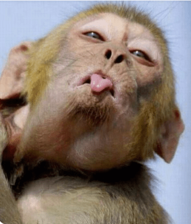 VARIOLA MAIMUȚEI – NOUA SPAIMĂ MONDIALĂ ÎN ÎNTREBĂRI ȘI RĂSPUNSURI