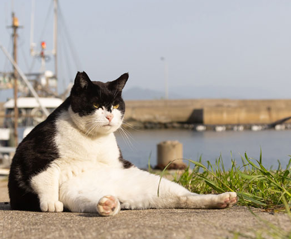 JOACA CU FOCUL – INSOLATIA SIMPTOME SI TRATAMENT