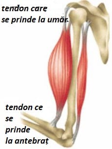 RUPTURA MUSCULARA BICEPS