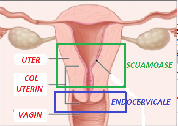 CELULE ENDOCERVICALE PREZENTE - E DE BINE SAU DE RĂU?