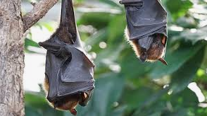 PACEA ȘI HKU5-CoV-2